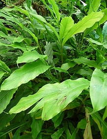 Cardamom (Elettaria cardamomum), 5ml