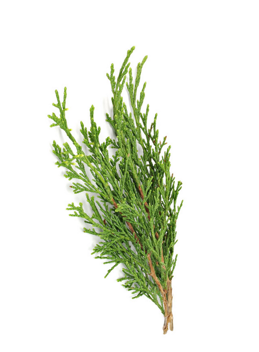 Cypress (Cupressus sempervirens), 15ml