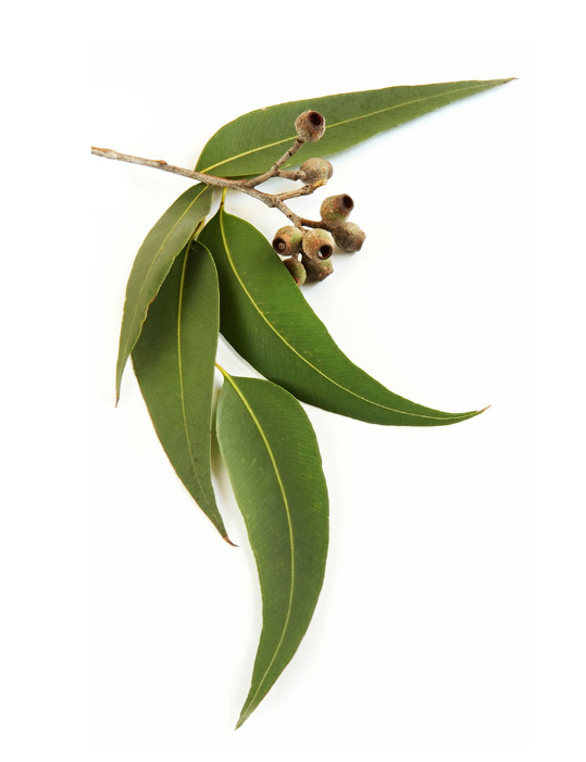 Eikalipta ēteriskā eļļa (Eucalyptus radiata), 15ml