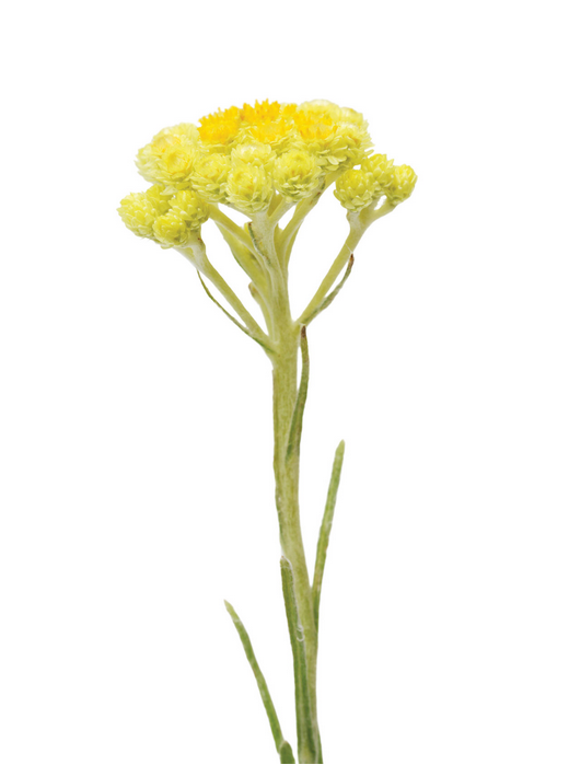 Kaķpēdiņas ēteriskā eļļa (Helichrysum italicum), 5ml