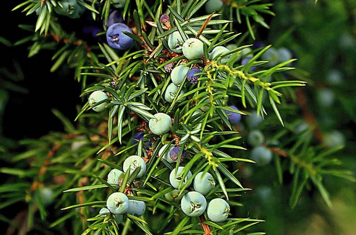 Kadiķogu ēteriskā eļļa (Juniperus communis), 5ml
